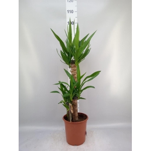 Yucca   ...