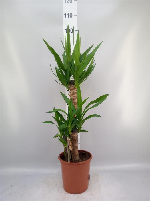 <h4>Yucca ...</h4>