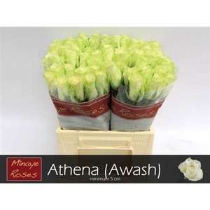 R Gr Athena