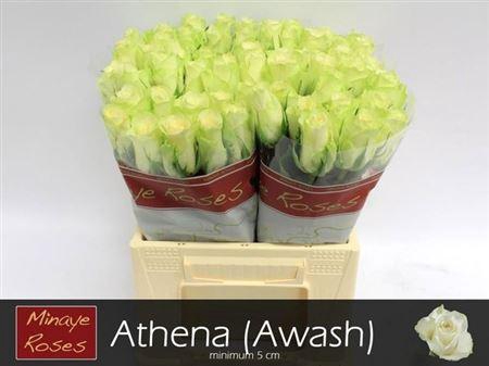 <h4>R Gr Athena</h4>