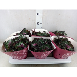 Begonia BD 'Purple Blush'