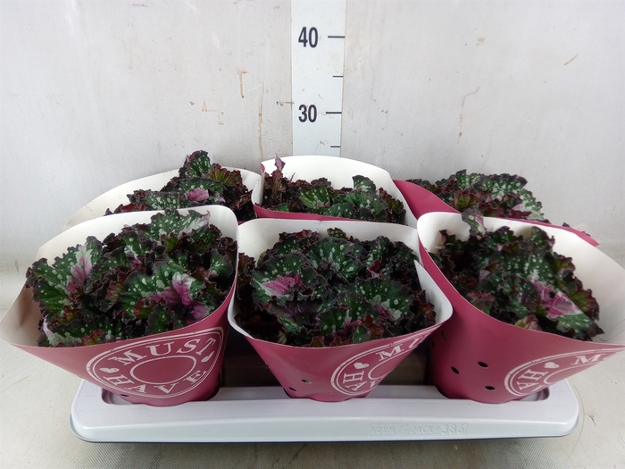 <h4>Begonia BD 'Purple Blush'</h4>