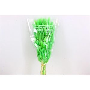 Dried Lagurus Bl Light Green Bunch