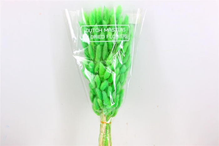 <h4>Dried Lagurus Bl Light Green Bunch</h4>