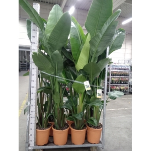 Strelitzia nicolai