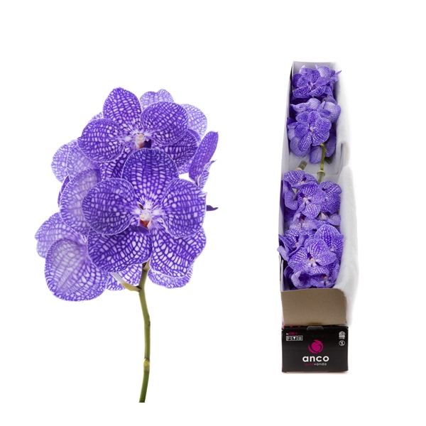 <h4>Vanda Kanchana Indigo</h4>