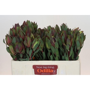 Leucadendron Senorita