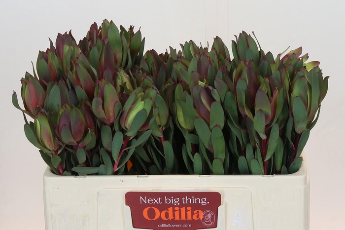 <h4>Leucadendron Senorita</h4>