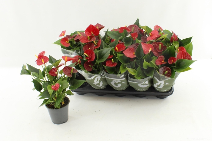 arr8 Anthu An Success Red