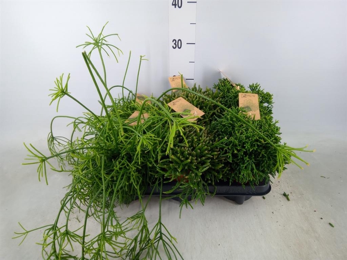 <h4>Rhipsalis   ...mix</h4>