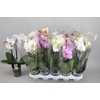 Phal Gem