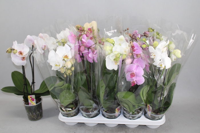 Phal Gem