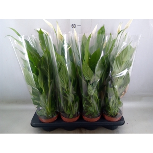 Spathiphyllum  'Strauss'