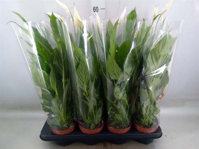 <h4>Spathiphyllum  'Strauss'</h4>
