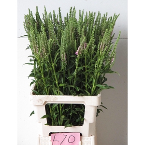 PHYSO VIRGINIANA OV