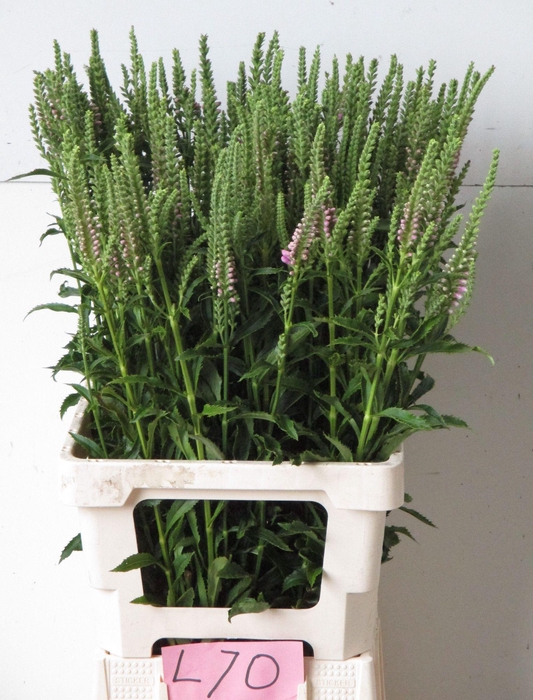 <h4>PHYSO VIRGINIANA OV</h4>