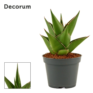 Sansevieria Temple crown 6 cm (Decorum)