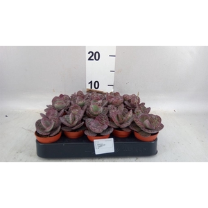 Kalanchoe NF   ...