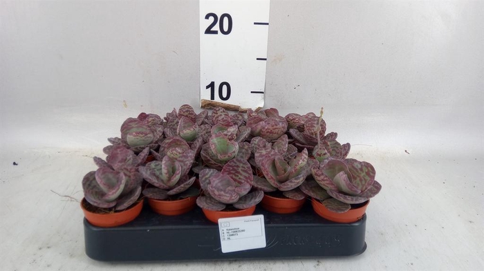 <h4>Kalanchoe NF   ...</h4>