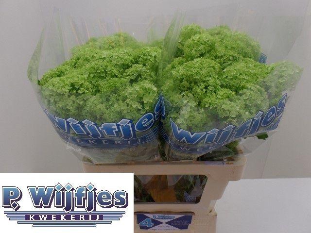 <h4>VIBURNUM ROSEUM ST</h4>