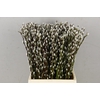 SALIX SNOW FLAKE