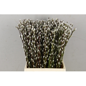 SALIX SNOW FLAKE