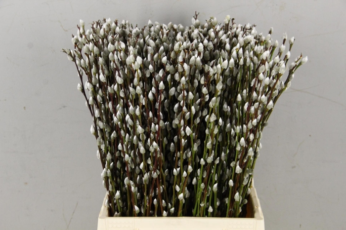 <h4>SALIX SNOW FLAKE</h4>