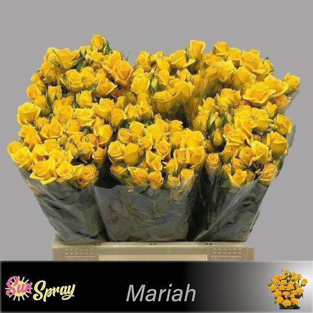 <h4>Rosa spray mariah</h4>