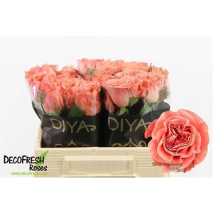 ROSA GR 'BLUSHING REEVA'