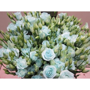 Eust G Rosi G Sweet Blauw