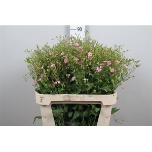 Saponaria Pink