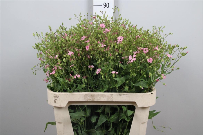 <h4>Saponaria Pink</h4>