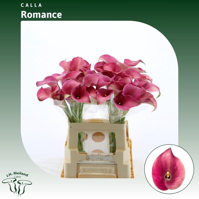 <h4>ZANT CAPT ROMANCE</h4>