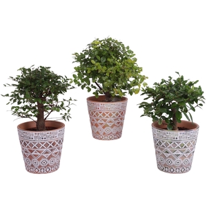 Bonsai Indoor Mix Ø12cm Ball Shape in Ø14cm Ceramic Pot Maya