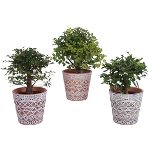 Bonsai Indoor Mix Ø12cm Ball Shape in Ø14cm Ceramic Pot Maya