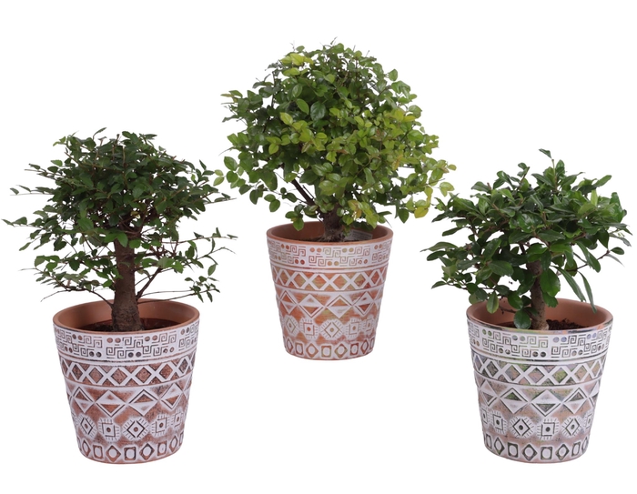 <h4>Bonsai Indoor Mix Ø12cm Ball Shape in Ø14cm Ceramic Pot Maya</h4>