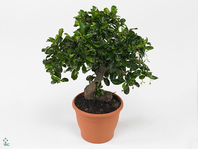 Bonsai 'Carmona macr.' in ø15cm Ceramic S-Shape with Saucer