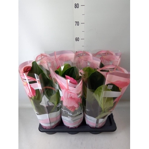 Medinilla magn. 'Flamenco'