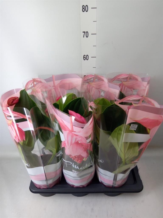 <h4>Medinilla magn. 'Flamenco'</h4>