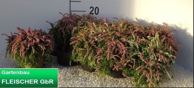 <h4>CALLU G G RASTA PINK</h4>