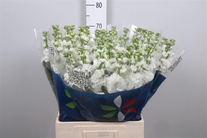 <h4>Matth Iron White</h4>