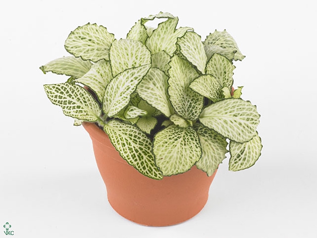 FITTONIA SNOW ANNE 8,5 CM