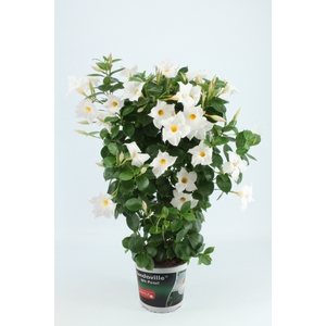 Sundaville 19 cm Rek White (Pearl)