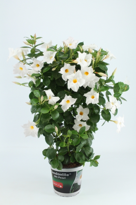 <h4>Sundaville 19 cm Rek White (Pearl)</h4>