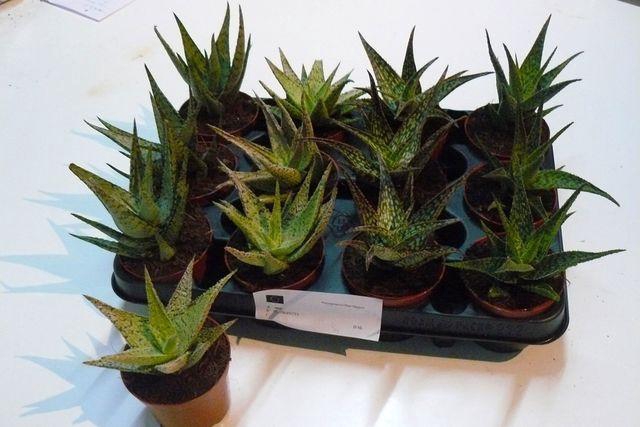 <h4>ALOE MIX P8.5</h4>