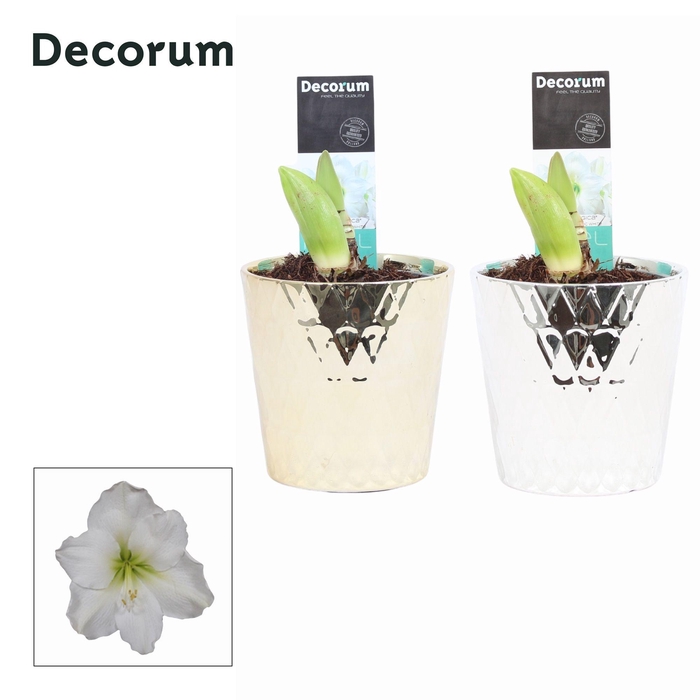 <h4>Amaryllis Wit 2 Knop Lovi KERST (Decorum)</h4>