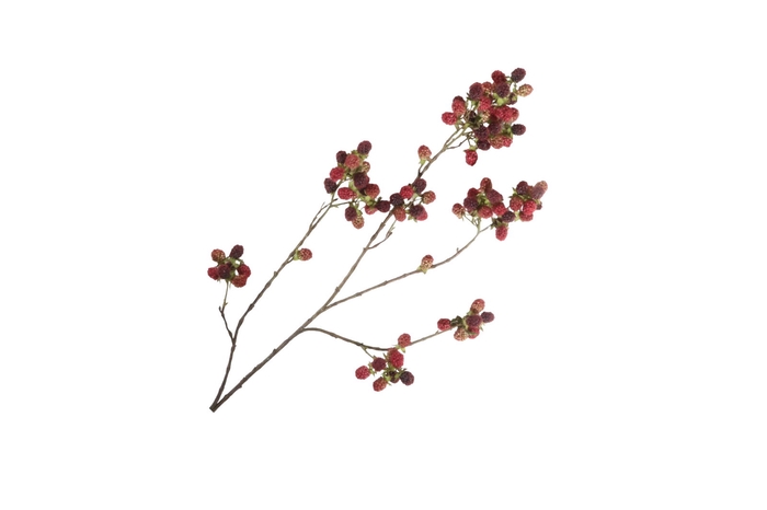 <h4>Blackberry Branch LV330154BUR</h4>