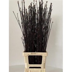 CORNUS ALBA KESSELRI