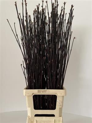 <h4>CORNUS ALBA KESSELRI</h4>