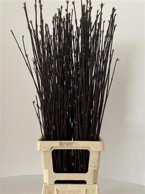 <h4>CORNUS ALBA KESSELRI</h4>